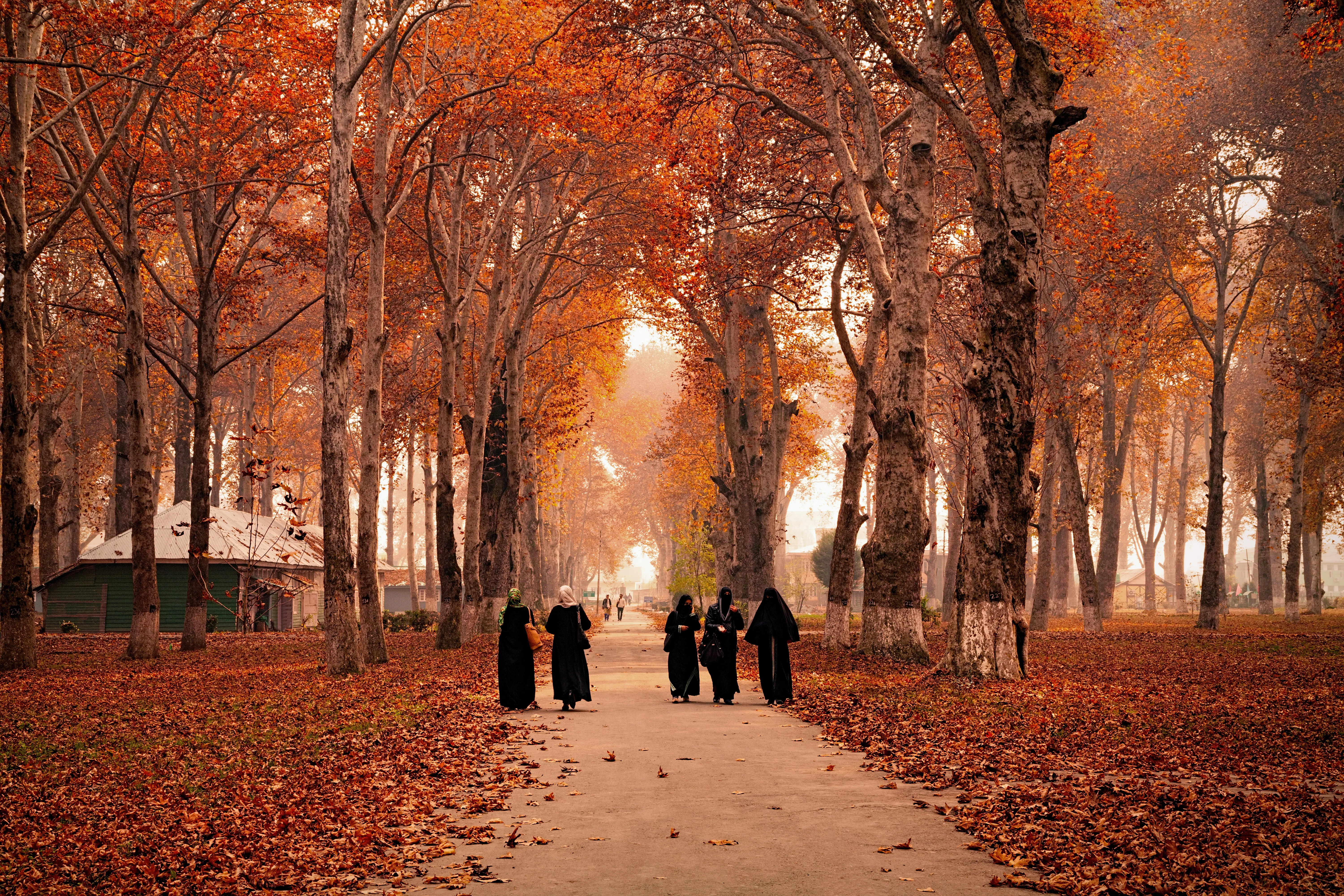 5 Nights/6 Days Beauty of Kashmir Tour